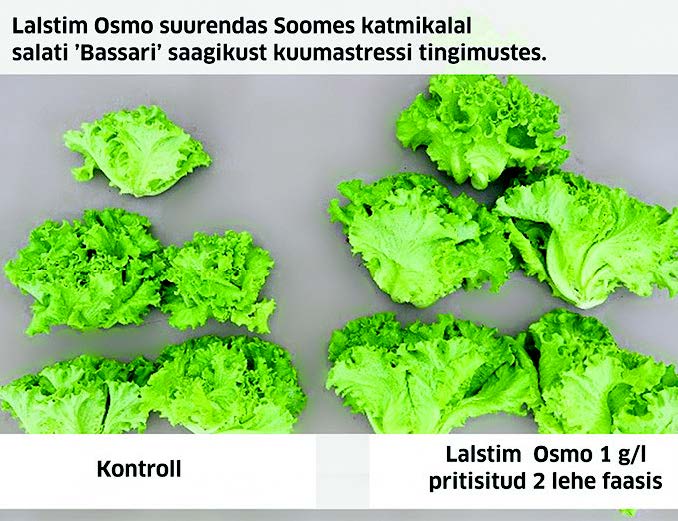 Lalstim Osmo suurendas Soomes katmikalal salati saagkust kuumastressi tingimustes.